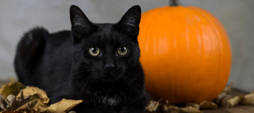 The Charm and Superstition of Black&nbsp;Cats